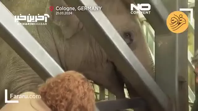 پدیکور ناخن فیل .............