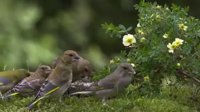 فیلم مستند زیباترین پرندگان اواز خوان وحشی جهان در جنگل