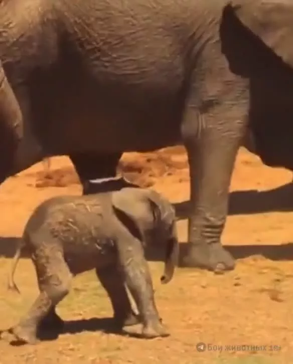 رفتار بی رحمانه فیل های نر با نوزاد...