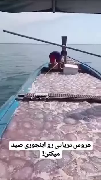 صید عروس دریایی