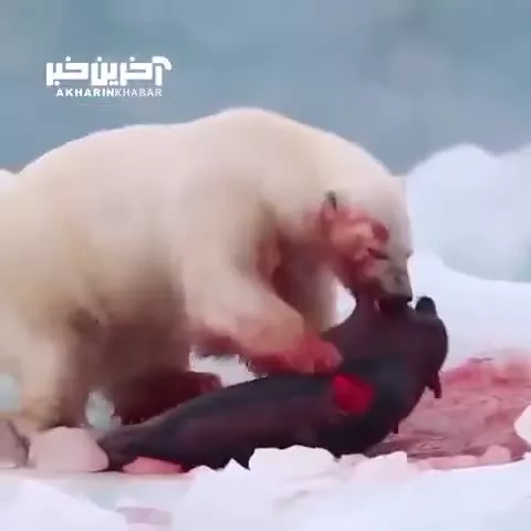 شکار فک توسط خرس قطبی