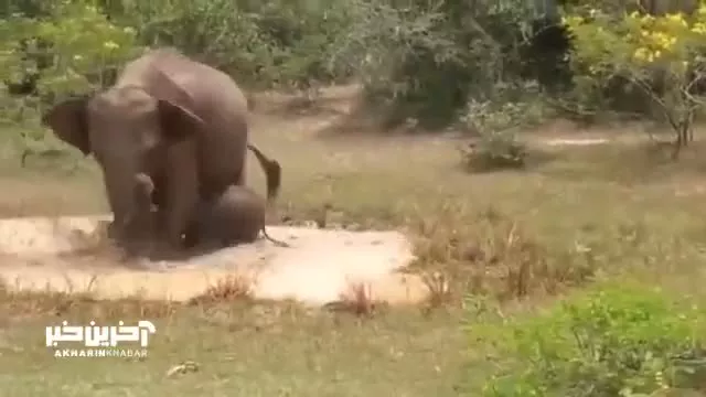 دفاع جانانه فیل مادر ازحمله تمساح
