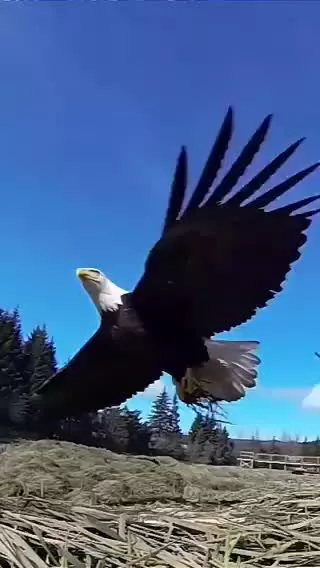 صحنه‌ای زیبا از نجات عقاب سرسفید