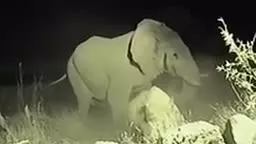 حمله فیل های خشمگین به حیوانات