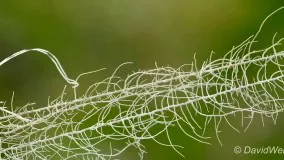 استتار یک حشره در میان گیاه Lichen