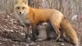شیر دادن روباه به بچه میمونهای کوچک