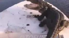 تمساح دو متری مهمان ناخوانده در قایق