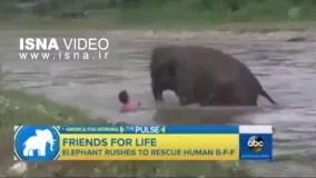بچه فیلی که با دیدن انسانی که او را اب میبرد به نجات او میشتابد