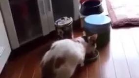 گربه از خیار میترسه