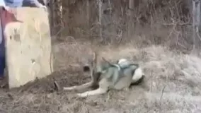 روش نجات دادن گرگی که دستش در تله گیر کرده است