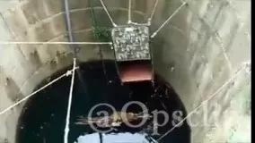 نجات حیوان درنده از داخل چاه آب به وسیله یک جعبه و طناب