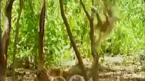 شوخی میمون کله خر در جنگل با شیر عصبانی
