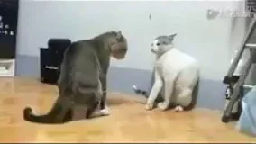 درگیری وحشتناک دو گربه و پنجه کشیدن طولانی به هم