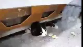 نجات گربه در مشهد