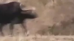 ‫‫زیبا ترین ویدئو از حیات وحش ،‫وقتی اتحاد باشه شیرهم باشه فرارمیکنه!‬ 