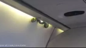 ماری که در  هواپیما باعث ترس مسافران شد
