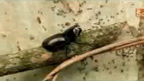 تقابل سوسک شاخدار و کلنی مورچه ها