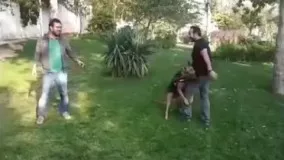 باهوش ترین سگ ایرانی (باورنکردنی)