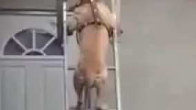 پایین آمدن عجیب سگ از نردبان