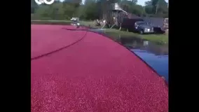 پاکسازی دریاچه گل سرخ از گل  در هلند