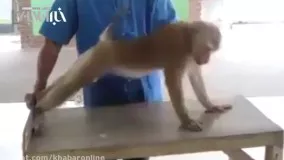 تمرینات بدنسازی میمون ورزشکار زیر نظر مربی هندی