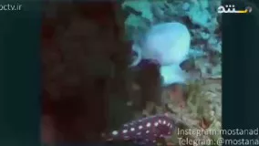 همنوع خواری در اختاپوس های دریایی