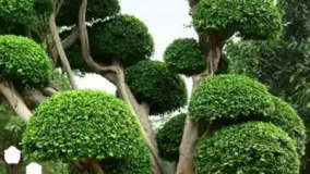زیبا ترین درختان در طبیعت
