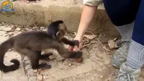 میمون معلم
