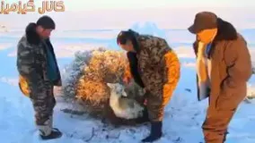 یخ زدن آهو در دمای 50 درجه زیر صفر در روسیه
