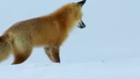 شکار موش زیر برف توسط روباه که با شیرجه رفتن تو برف انجام میده؛ 
