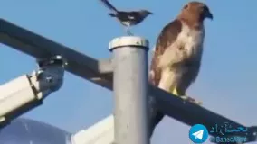 پرنده ای که گویا قصد خودکشی داره! 