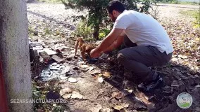 آسیب های وحشتناک بستن سگ با طناب-هشدار ! ویدیو دارای تصویر های دلخراش است