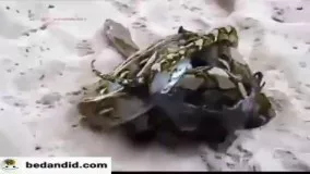 جدال نفس‌گیر خفاش غول‌پیکر با مار پیتون