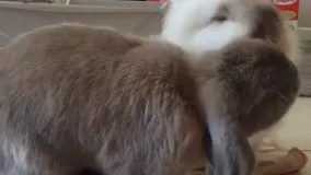 خرگوش های خوشگل و بامزه