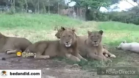 ویدیو جالب از زمانی که شیر از توریست ها در باغ وحش زهرچشم میگیرد و آنها را تا مرز سکته میکشاند!