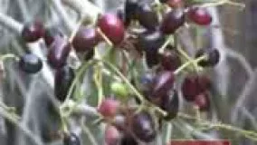  جم یا جمبو میوه کمتر شناخته شده از سیستان و بلوچستان