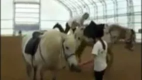 جفتک خوردن محکم از اسب هنگام سوار شدن بر اسب به صورت اکروباتیک
