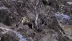 حمله یوزپلنگ بر روی صخره ها به یک بز کوهی و تعقیب و گریز بر روی صخره ها