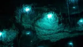 ویدیویی خیره کننده از کرم های شب تاب در غاری در نیوزلند.