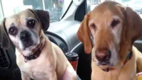 بستنی خوردن سگ ها در ماشین و سگی که واقعا بستنی دوست دارد