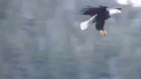 صید یک ماهی فوق العاده بزرگ توسط عقاب از سطح آب