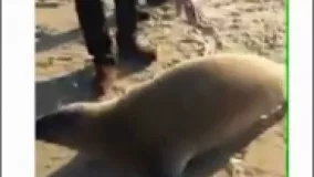 دوستی جالب شیر دریایی با سگ دست آموز در ساحل