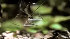 گونه اي متفاوت از عنكبوت كه تار خود را بر روي  شكار مي اندازد.