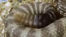 نبرد مهیج بین مار زنگی و پرنده ای به نام کوكو دونده! اگر دوست دار حیات وحش هستید این ویدیو را از دست ندهید.