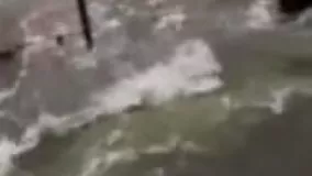 وقتی ماهی ها از خیابان رد می شوند! ویدیو
