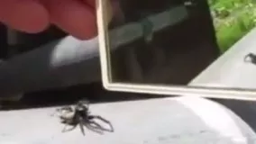 واکنش جالب و دیدنی عنکبوت در مقابل آینه 