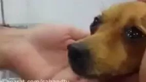 درمان سگ