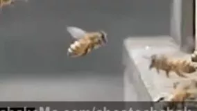 تصادف دو تا زنبور!! 