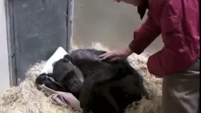 واکنش دیدنی شامپانزه مریض و در حال مرگ به پروفسوری که در سال 1972 میلادی برای نخستین بار این حیوان ر