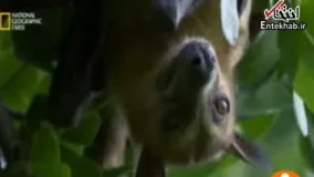 فیلم/ ماجرای زندگی خفاش ها در کاسانکا